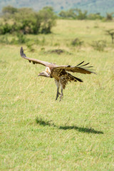 White-backed vulture glides towards landing on savannah