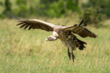 White-backed vulture glides with talons hanging down