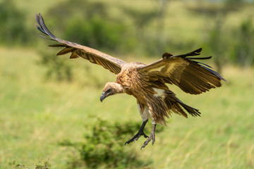 White-backed vulture gliding with legs stretched out