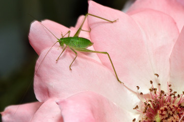 green grasshopper insect