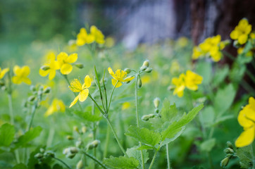 Celandine flowers in spring