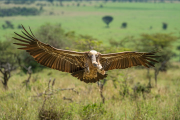 Obraz premium White-backed vulture spreads its wings to land
