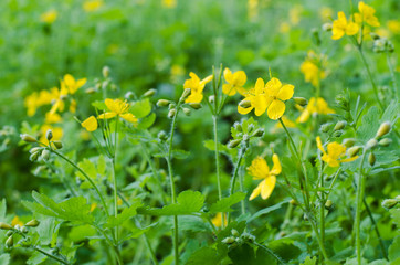 Celandine flowers in spring