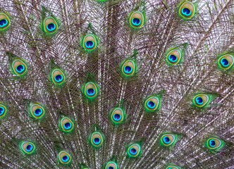 Peacock feathers close-up 