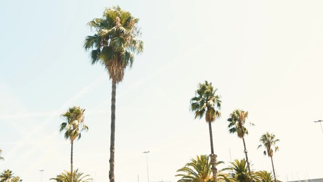 Palm trees in sunny Barcelona. Beautiful nature. Summer
