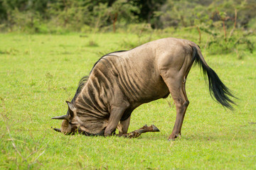 Fototapeta premium Wildebeest rests head on ground in savannah