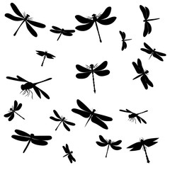 background silhouette dragonfly, insect on a white background
