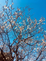 梅の花_ Plum blossom