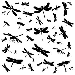 Fototapeta premium background silhouette dragonfly, insect on a white background