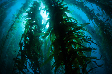 Fototapeta na wymiar Giant kelp, Macrocystis pyrifera, grows in the cold eastern Pacific waters that flow along the California coast. Kelp forests support a surprising and diverse array of marine biodiversity.