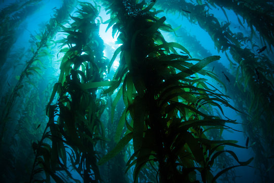 Giant kelp, Macrocystis pyrifera, grows in the cold eastern Pacific waters that flow along the California coast. Kelp forests support a surprising and diverse array of marine biodiversity.