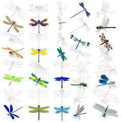 set of dragonfly, insect on a white background