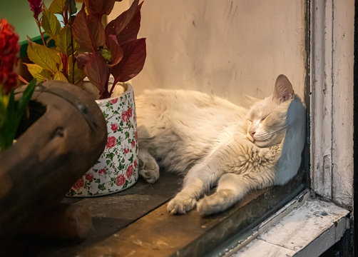 Adorable White Cat Sleeping Against Window Glass.