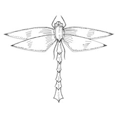 isolated, sketch dragonfly, insect on a white background
