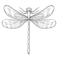  isolated, sketch dragonfly, insect on a white background