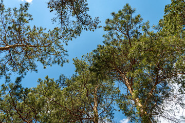 Obraz premium Pine forest