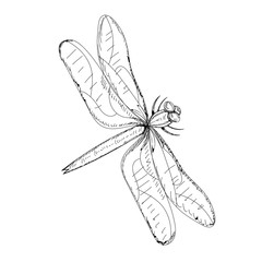  isolated, sketch dragonfly, insect on a white background