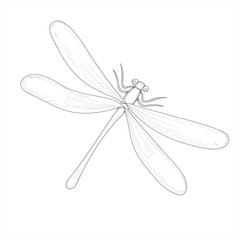 vector, isolated, sketch dragonfly, insect on a white background