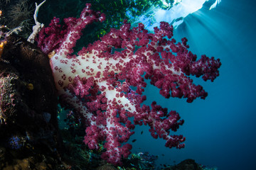 A vibrant soft coral colony, Dendonephthya sp., thrives in the shallows of Raja Ampat, Indonesia. This area is known as the heart of the Coral Triangle due to its high marine biodiversity.