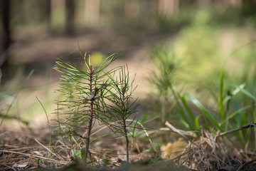 Young small pine