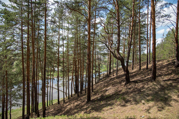 Obraz premium Pine forest