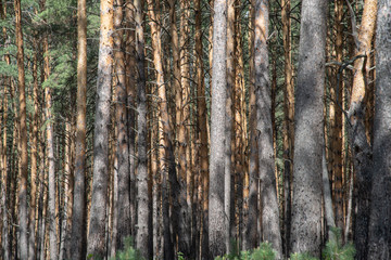 The trunks of pine tree
