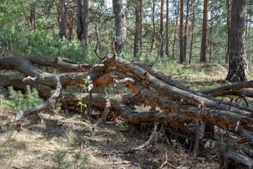 Fototapeta na wymiar A fallen tree in a pine forest
