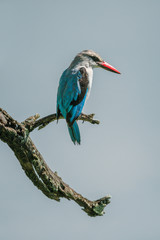 Woodland kingfisher on dead branch looking down
