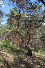 A tree in a pine forest