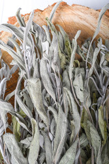 Dried sage branches, sage hot tea, on a piece of natural wood, natural remedies, natural medicine