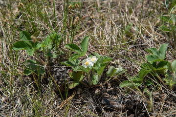 Strawberry blossom Bush