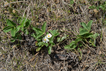 Strawberry blossom Bush