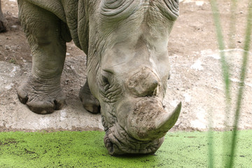 Obraz premium Breitmaulnashorn (Ceratotherium simum) am Wasserrand und trinkt