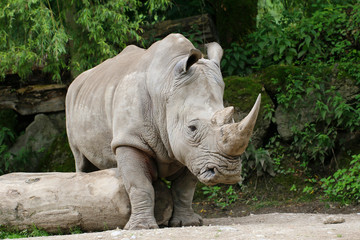  Breitmaulnashorn (Ceratotherium simum) Alttier geht über Baumstamm