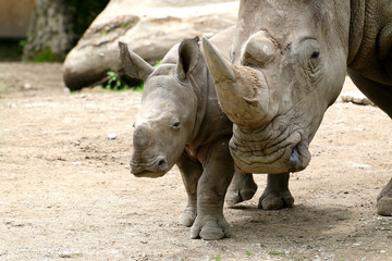 Breitmaulnashorn (Ceratotherium simum) Muttertier mit Kalb nebeneinander