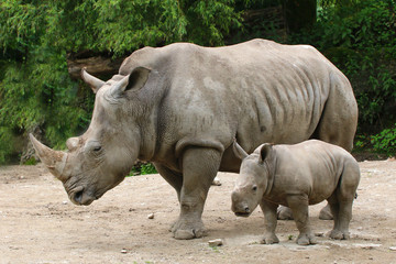Naklejka premium Breitmaulnashorn (Ceratotherium simum) Muttertier mit Kalb nebeneinander