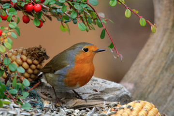  Rotkehlchen (Erithacus rubecula) sitzt am Futterplatz im Garten