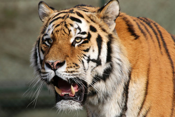  Sibirische Tiger (Panthera tigris altaica) auch Amurtiger oder Ussuritiger,  Portrait