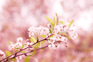 Spring border or background with pink blossom