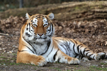 Fototapeta na wymiar Sibirischer Tiger (Panthera tigris altaica) auch Amurtiger oder Ussuritiger, liegt am Boden