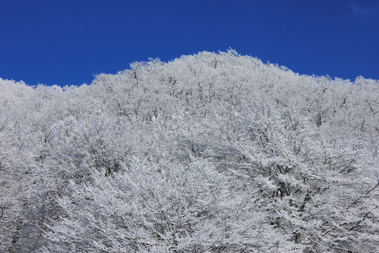   Azerbaijan. Beautiful winter snowy forest. Kusar district.