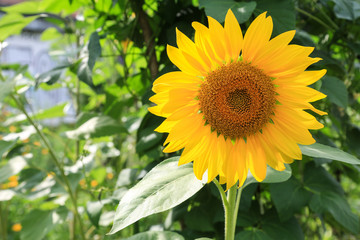 Hell strahlende Sonnenblume im Garten beim Aufblühen mit reifendem Blütenstand im Gegenlicht, das die Blütenblätter zum Leuchten bringt