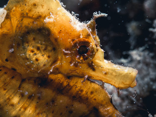 Short snouted seahorse (Hippocampus hippocampus) in its natural environment.