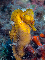 Short snouted seahorse (Hippocampus hippocampus) in its natural environment.
