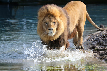 Obraz na płótnie Canvas Löwe (Panthera leo) Männchen mit Mähne im Wasser 