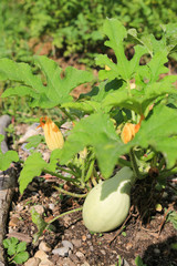 Junge Bio Zucchini Pflanze mit unreifer grüner Frucht und Zucchiniblüten im Beet, Garten Anbau in der Stadt, Hintergrund verschwommen