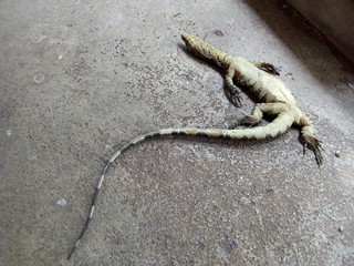 Dead Water Monitor (Varanus Salvator), Horizontal  Water Monitor was defeated and died after dogs attacked