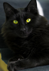 black cat portrait