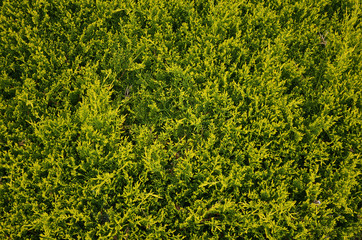 Żółto zielony krzew ogrodowy