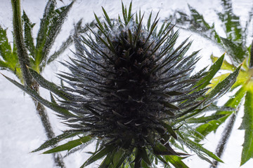 Distel in kristallklarem Eis 2